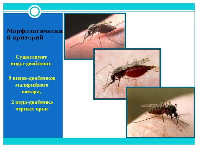 Морфологический критерий  Существуют виды-двойники:  9 видов-двойников малярийного комара, 2 вида-двойника черных крыс  