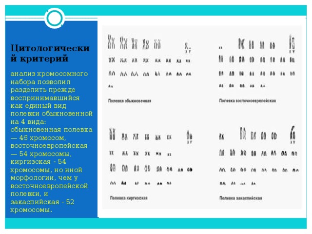 Цитологический критерий анализ хромосомного набора позволил разделить прежде воспринимавшийся как единый вид полевки обыкновенной на 4 вида: обыкновенная полевка — 46 хромосом, восточноевропейская — 54 хромосомы, киргизская - 54 хромосомы, но иной морфологии, чем у восточноевропейской полевки, и закаспийская - 52 хромосомы. 