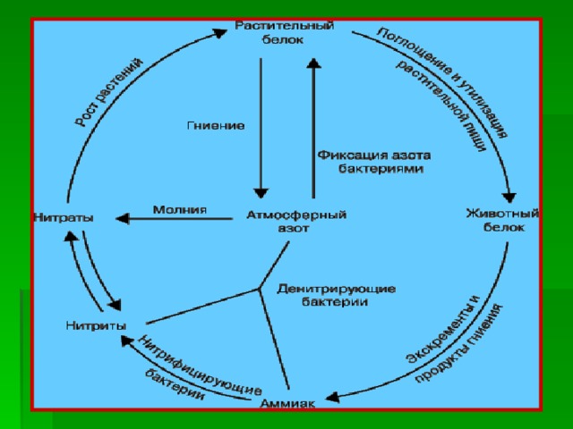 Схема круговорота веществ в сообществе водоема