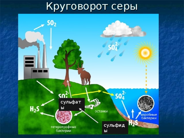 Составление схем круговоротов веществ в природе и в антропогенной деятельности