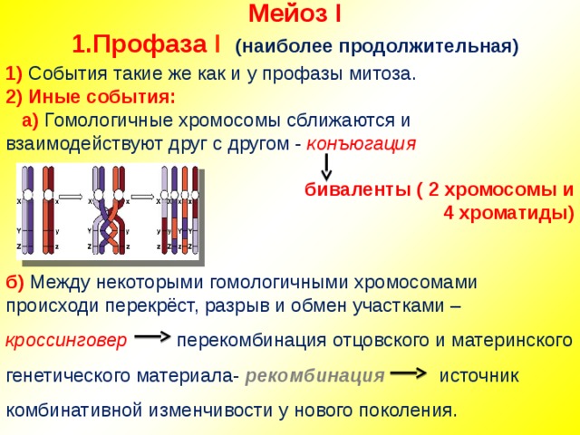Мейоз I  1.Профаза  I   (наиболее продолжительная)    1) События такие же как и у профазы митоза. 2) Иные события:  а) Гомологичные хромосомы сближаются и взаимодействуют друг с другом - конъюгация   биваленты ( 2 хромосомы и  4 хроматиды)   б) Между некоторыми гомологичными хромосомами происходи перекрёст, разрыв и обмен участками – кроссинговер перекомбинация отцовского и материнского генетического материала- рекомбинация источник комбинативной изменчивости у нового поколения. 