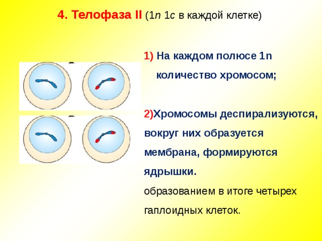 4. Телофаза II (1 n 1 c в каждой клетке)   1) На каждом полюсе 1n количество хромосом;  2) Хромосомы деспирализуются, вокруг них образуется мембрана, формируются ядрышки. образованием в итоге четырех гаплоидных клеток. 