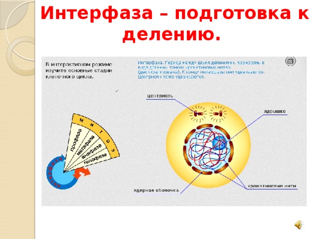 В интерфазе жизненного цикла клетки происходит