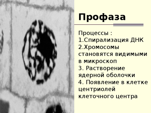 Профаза Процессы : Спирализация ДНК Хромосомы становятся видимыми в микроскоп 3. Растворение ядерной оболочки 4. Появление в клетке центриолей клеточного центра 