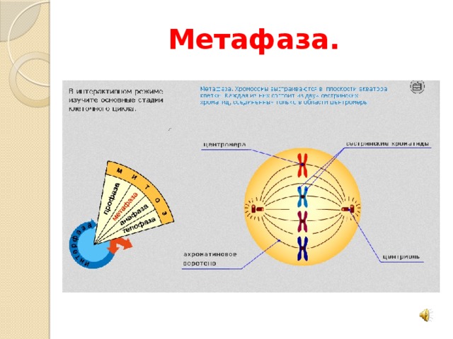 Анафаза метафаза анафаза телофаза рисунок