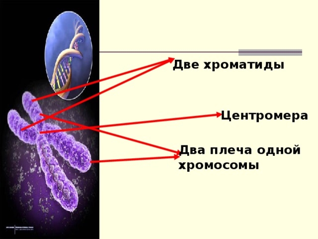 Строение хромосомы фото