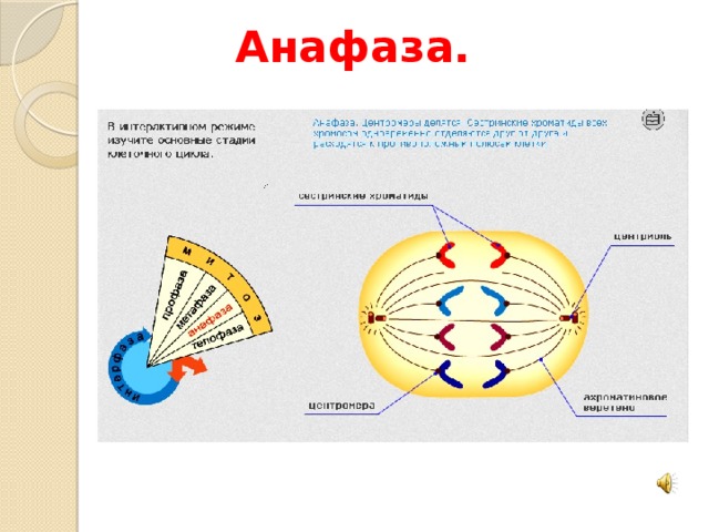 Анафаза метафаза анафаза телофаза рисунок