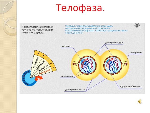 Анафаза метафаза анафаза телофаза рисунок