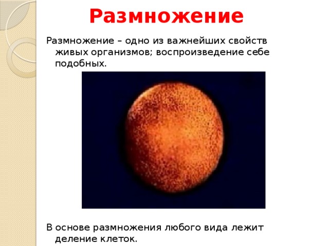 Размножение Размножение – одно из важнейших свойств живых организмов; воспроизведение себе подобных. В основе размножения любого вида лежит деление клеток. 