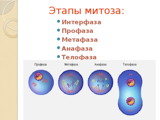 Деление митоз картинки