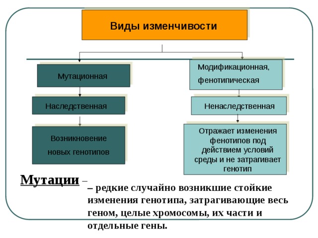 Изменяется генотип наследственная. Мутационная изменчивость влияние на фенотип и генотип. Виды фенотипической изменчивости. Виды мутационной изменчивости.