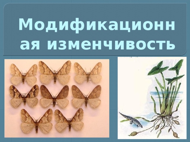 Модификационная изменчивость 