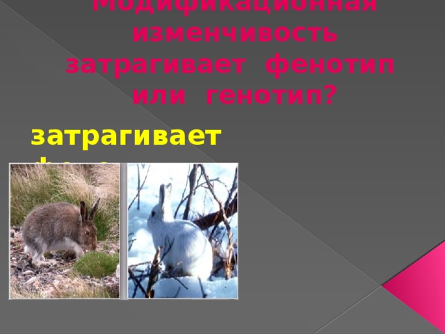 Модификационная изменчивость затрагивает фенотип или генотип? затрагивает фенотип  и не затрагивает генотип 