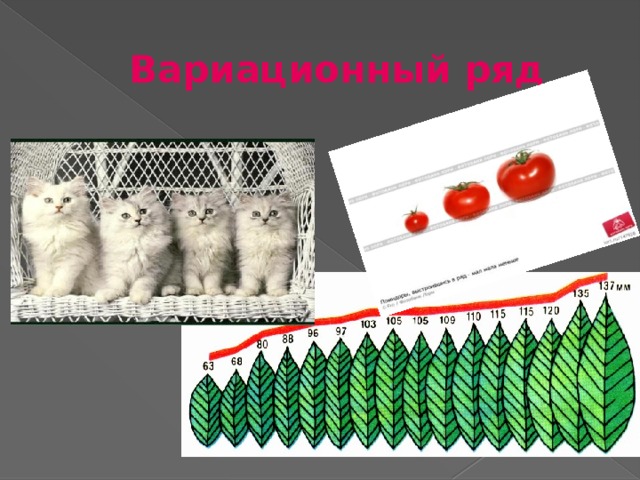 Вариационный ряд 