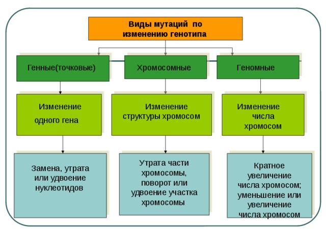 Виды мутаций по изменению генотипа  Хромосомные  Геномные Генные(точковые)  Изменение Изменение числа хромосом  Изменение структуры хромосом  одного гена Утрата части хромосомы, поворот или удвоение участка хромосомы Кратное увеличение числа хромосом; уменьшение или увеличение числа хромосом Замена, утрата или удвоение нуклеотидов 