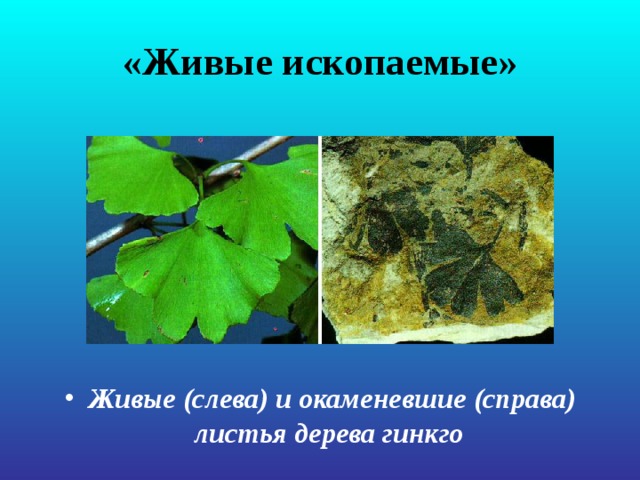 «Живые ископаемые» Живые (слева) и окаменевшие (справа) листья дерева гинкго  