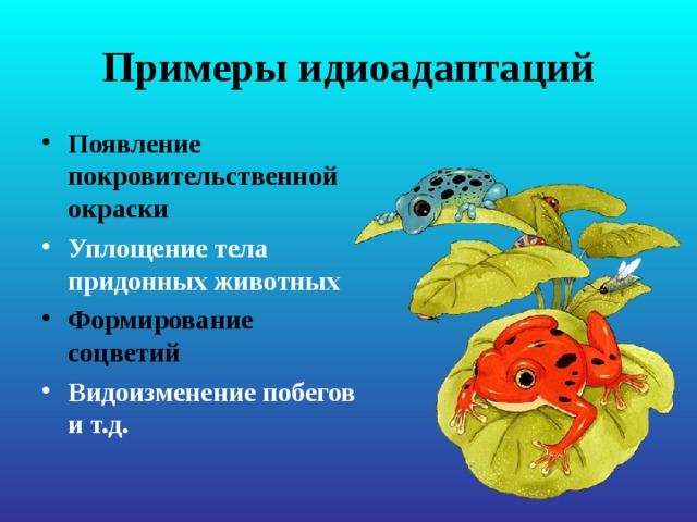 Примеры идиоадаптаций Появление покровительственной окраски Уплощение тела придонных животных Формирование соцветий Видоизменение побегов и т.д. 
