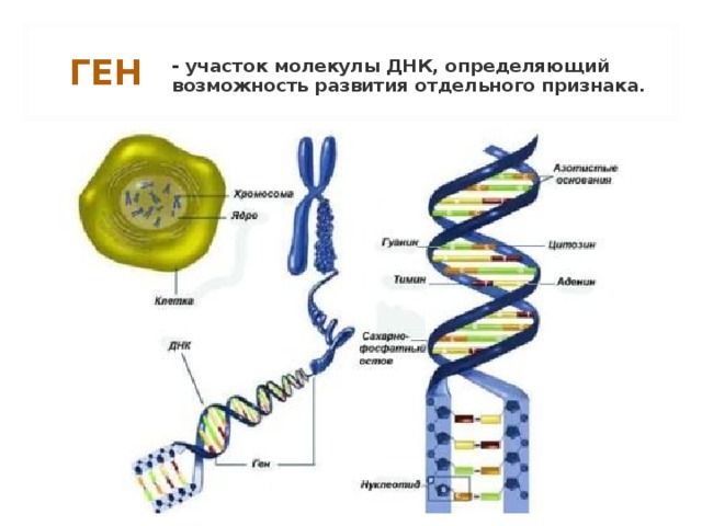 ГЕН - участок молекулы ДНК, определяющий возможность развития отдельного признака. 