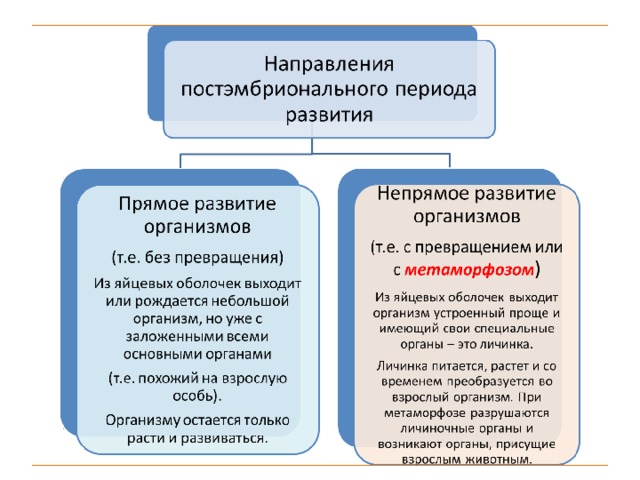 Постэмбриональное развитие презентация