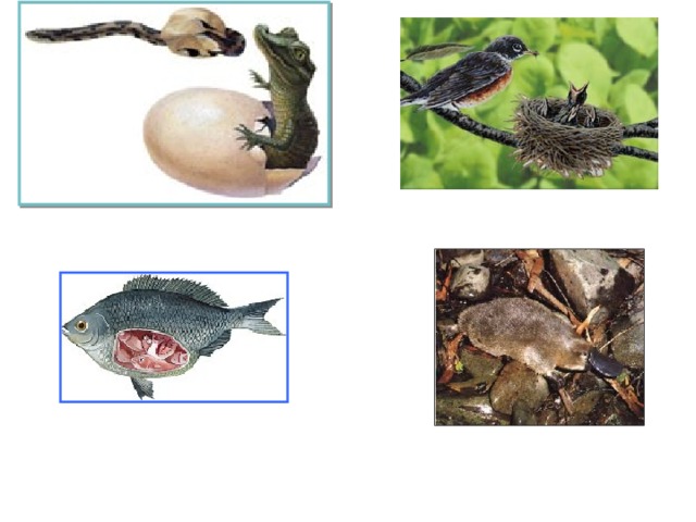 Яйцекладущих пресмыкающихся. Яйцекладущие пресмыкающие. Рептилии, птицы, яйцекладущие млекопитающие. Птицы яйцекладущие или живородящие. Пресмыкающиеся яйцекладущие или живородящие.