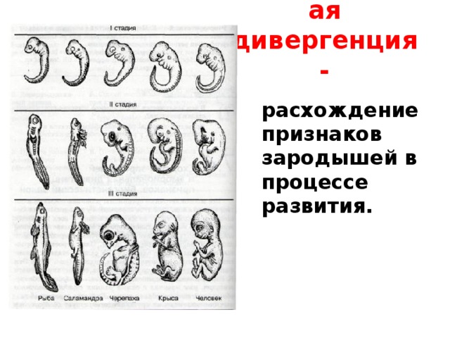 Эмбриональная дивергенция- расхождение признаков зародышей в процессе развития. 