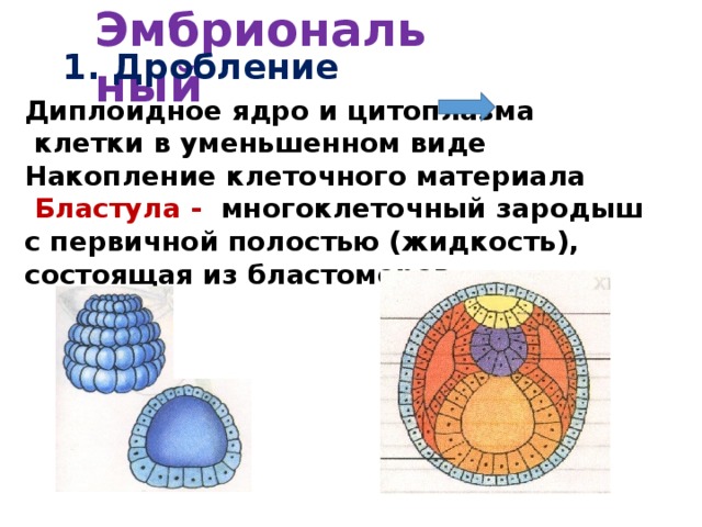 Эмбриональный 1. Дробление Диплоидное ядро и цитоплазма клетки в уменьшенном виде Накопление клеточного материала  Бластула - многоклеточный зародыш с первичной полостью (жидкость), состоящая из бластомеров  
