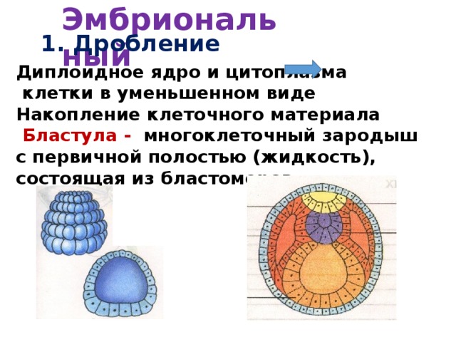 Дробление бластула