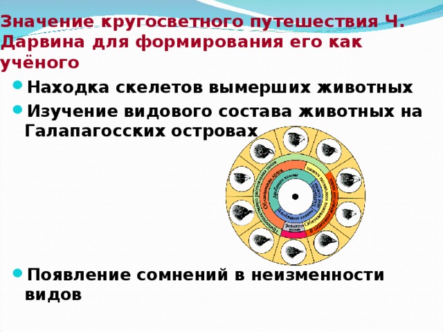 Значение кругосветного путешествия Ч. Дарвина для формирования его как учёного Находка скелетов вымерших животных Изучение видового состава животных на Галапагосских островах      Появление сомнений в неизменности видов 