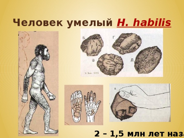 Человек умелый H.  habilis 2 – 1,5 млн лет назад 