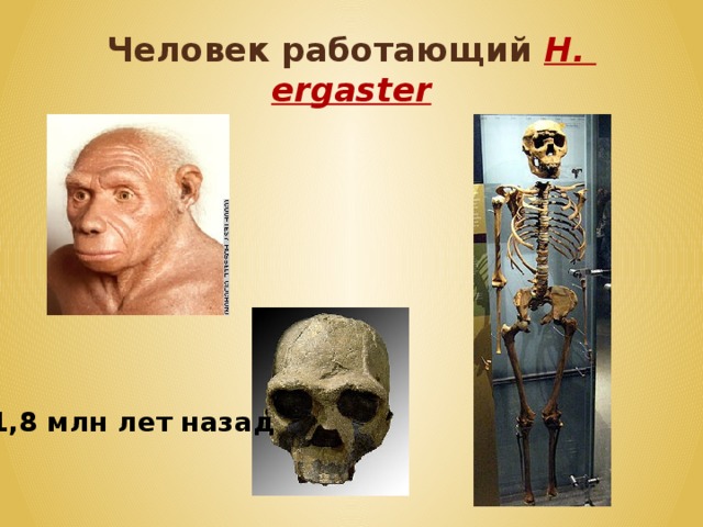 Человек работающий H.  ergaster 1,8 млн лет назад 