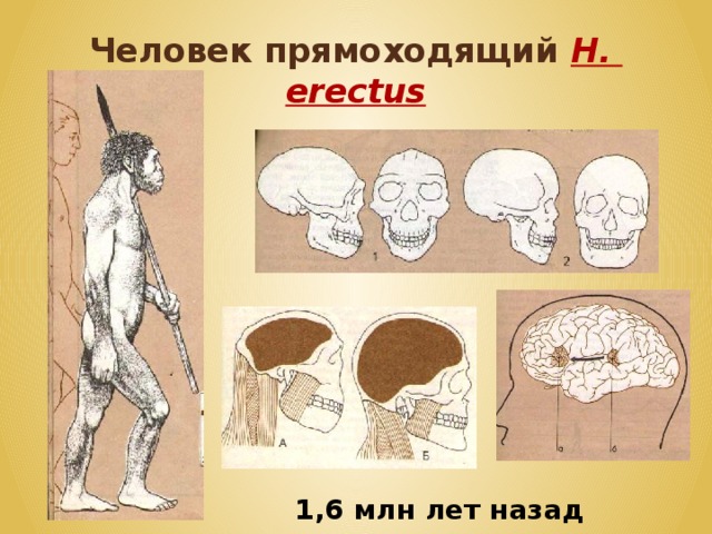 Человек прямоходящий H.  erectus 1,6 млн лет назад 