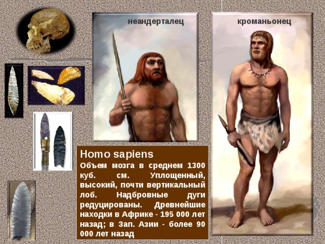 неандерталец кроманьонец Homo sapiens Объем мозга в среднем 1300 куб. см. Уплощенный, высокий, почти вертикальный лоб. Надбровные дуги редуцированы. Древнейшие находки в Африке - 195 000 лет назад; в Зап. Азии - более 90 000 лет назад 