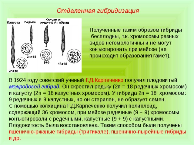 Отдаленная гибридизация Полученные таким образом гибриды бесплодны, т.к. хромосомы разных видов негомологичны и не могут конъюгировать при мейозе (не происходит образования гамет). В 1924 году советский ученый Г.Д.Карпеченко получил плодовитый межродовой гибрид . Он скрестил редьку (2n = 18 редечных хромосом) и капусту (2n = 18 капустных хромосом). У гибрида 2n = 18 хромосом: 9 редечных и 9 капустных, но он стерилен, не образует семян. С помощью колхицина Г.Д.Карпеченко получил полиплоид, содержащий 36 хромосом, при мейозе редечные (9 + 9) хромосомы конъюгировали с редечными, капустные (9 + 9) с капустными. Плодовитость была восстановлена. Таким способом были получены пшенично-ржаные гибриды (тритикале), пшенично-пырейные гибриды и др. 