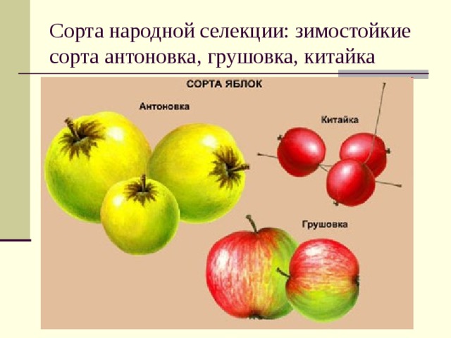 Ментора в селекции. Нар селекция. Сорт это в селекции. Селекция яблони. Достижения селекции.