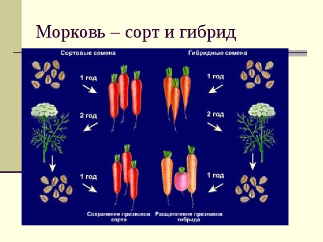 Морковь – сорт и гибрид 