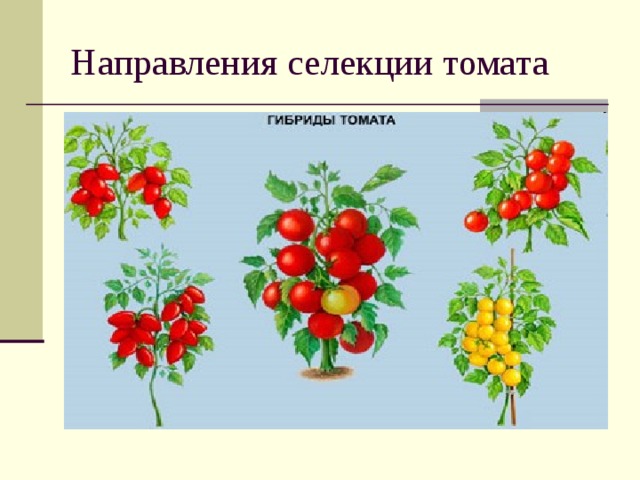 Направления селекции томата 