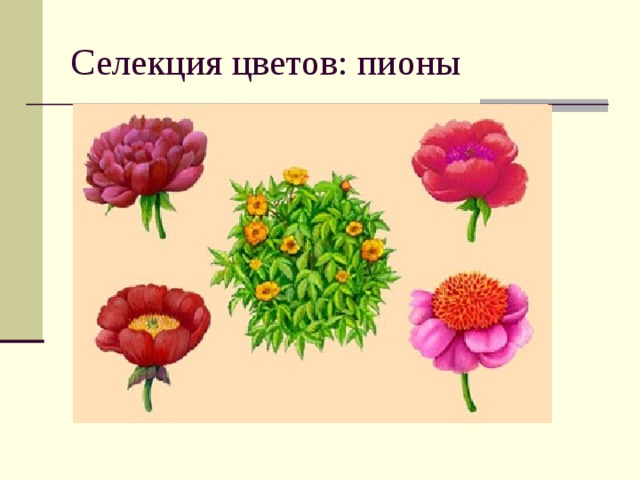 Селекция цветов: пионы 