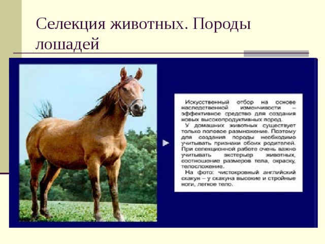 Селекция порода животных. Селекция пород животных. Селекция лошадей. Породы лошадей селекция. Селекция лошадей презентация.