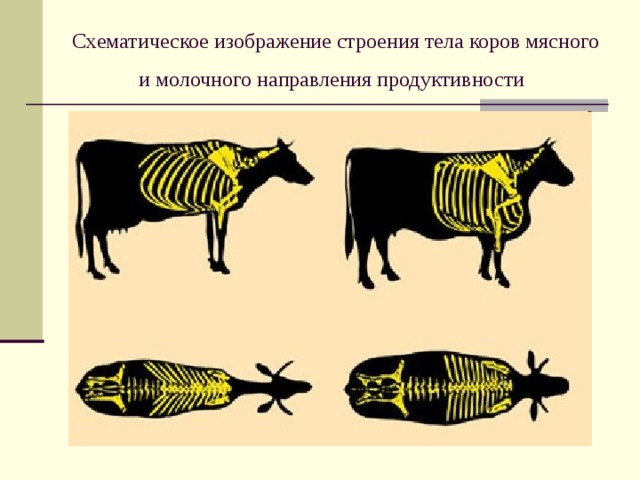 Схематическое изображение строения тела коров мясного и молочного направления продуктивности  