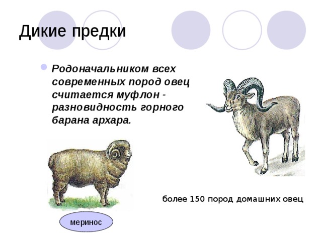 Дикие предки Родоначальником всех современных пород овец считается муфлон - разновидность горного барана архара. более 150 пород домашних овец меринос 