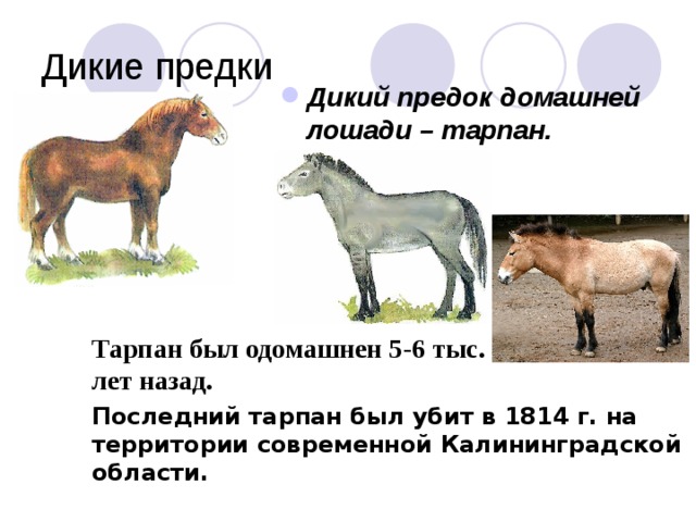 Дикие предки Дикий предок домашней лошади – тарпан.  Тарпан был одомашнен 5-6 тыс. лет назад. Последний тарпан был убит в 1814 г. на территории современной Калининградской области.  