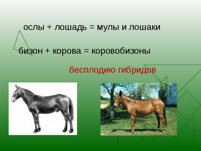 ослы + лошадь = мулы и лошаки бизон + корова = коровобизоны бесплодию гибридов 