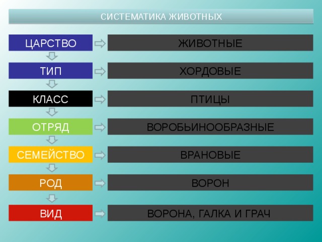 Близкие виды объединяются в один род например ворона ворон галка схема