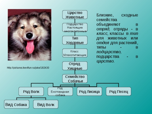 Систематическое положение лисицы обыкновенной подцарство