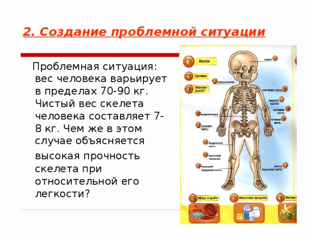 Сколько костей в теле человека ребенка. Вес скелета человека. Сколько весит скелет человека. Масса скелета взрослого человека. Сколько весит скелет взрослого человека.