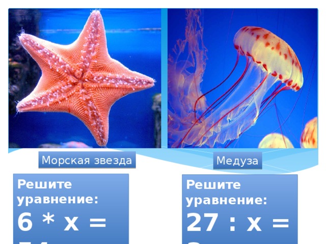 Морская звезда Медуза Решите уравнение: 6 * х = 54 Решите уравнение: 27 : х = 3 