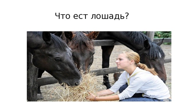 Что ест лошадь? 