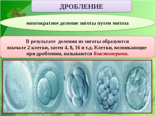 ДРОБЛЕНИЕ многократное деление зиготы путем митоза В результате деления из зиготы образуются вначале 2 клетки, затем 4, 8, 16 и т.д. Клетки, возникающие при дроблении, называются бластомерами . 