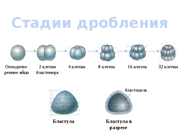 Стадии дробления Оплодотво-ренное яйцо 2 клетки бластомера 4 клетки 8 клеток 16 клеток 32 клетки бластоцель Бластула  Бластула в разрезе 