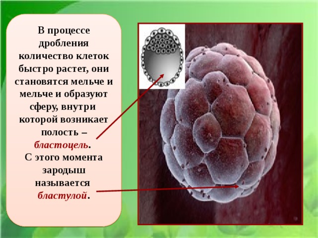 В процессе дробления количество клеток быстро растет, они становятся мельче и мельче и образуют сферу, внутри которой возникает полость – бластоцель . С этого момента зародыш называется бластулой . 